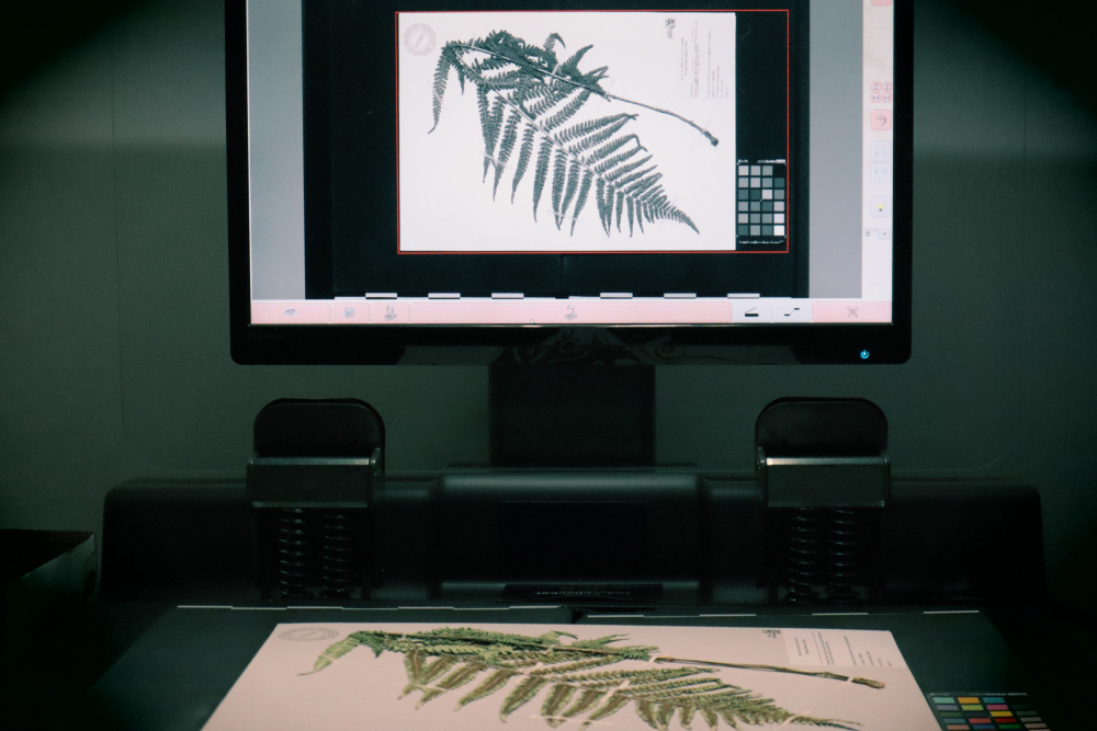 Herbarium Pomeranicum