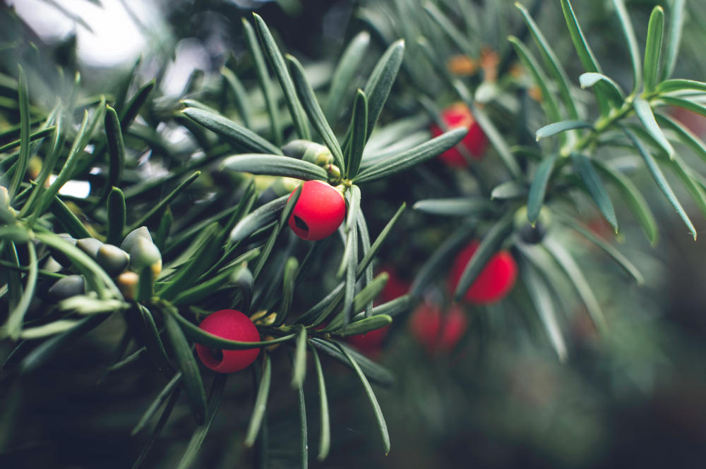 Photo by Adam Przeniewski on Unsplash