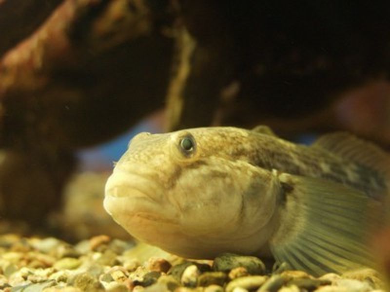 Babka bycza Źródło: http://hel.univ.gda.pl/aktu/2007/gatunkiobce.htm