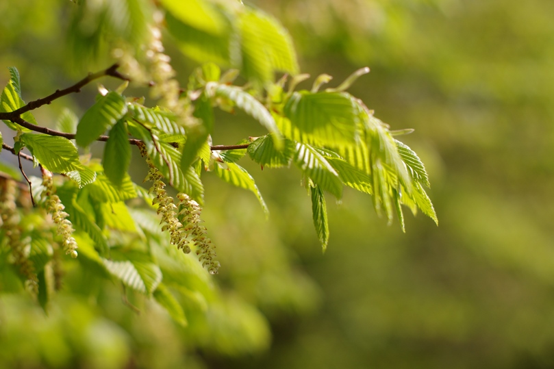 Drzewo Fot. Freeimages