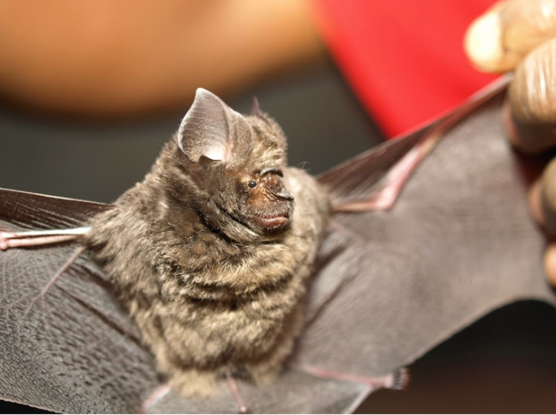 Hipposideros cyclops