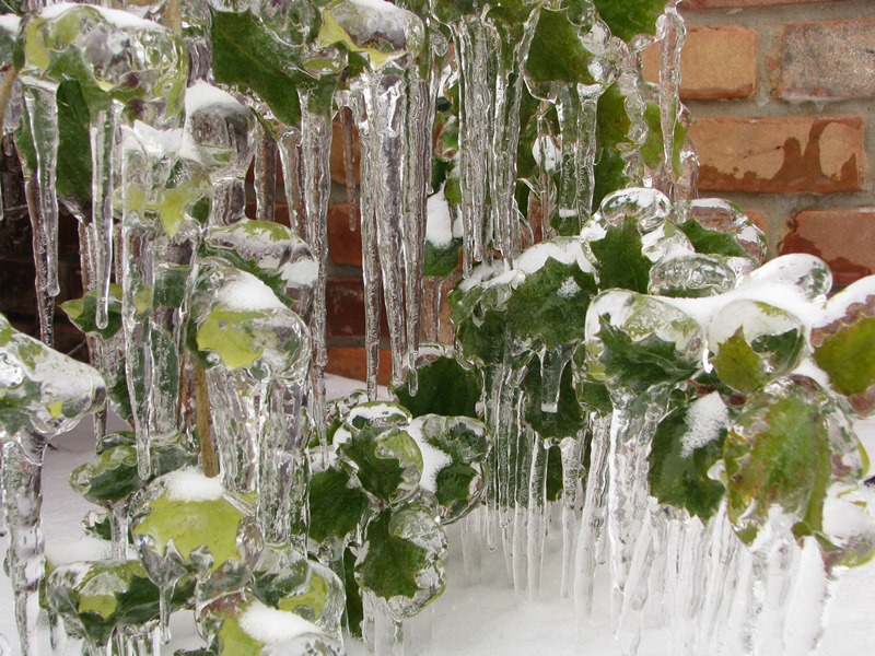 Zielony krzew przykryty lodem Fot. Freeimages