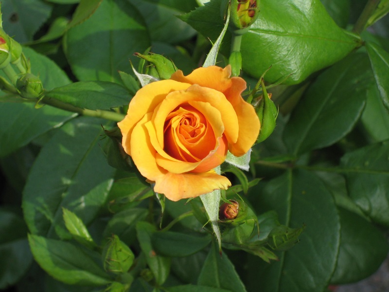 Żółta róża Fot. Freeimages