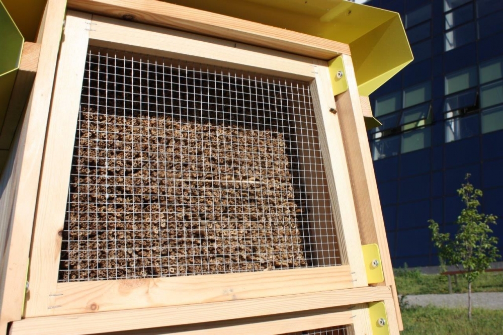 Wielki Dzień Pszczół – 8 sierpnia