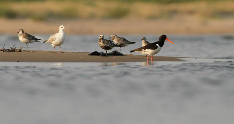 Ostrygojad w towarzystwie siewnic, mew smieszek i biegusa rdzawego. Fot. Dawid Kilon