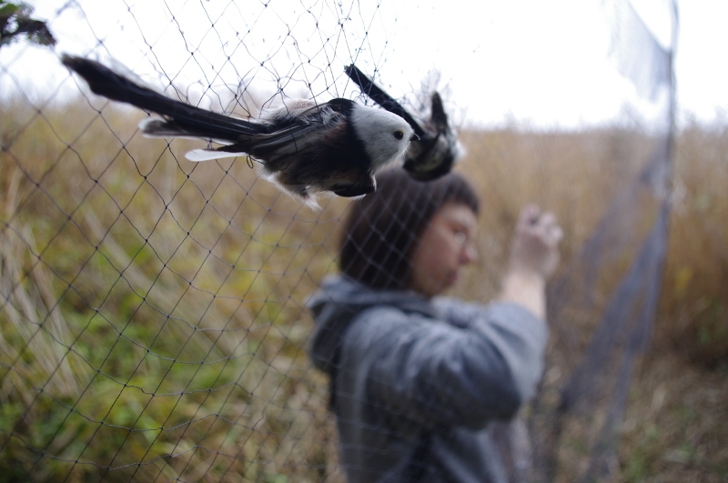 Ptaki złapane w sieci ornitologów.