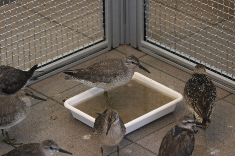 Młode biegusy rdzawe w labolatorium etologicznym Fot. Włodzimierz Meissner