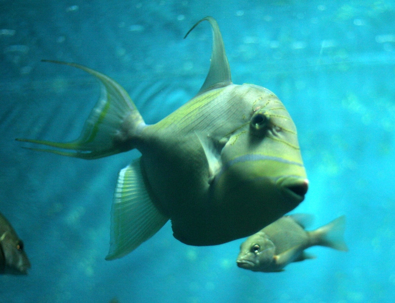 Ryby Fot. Freeimages