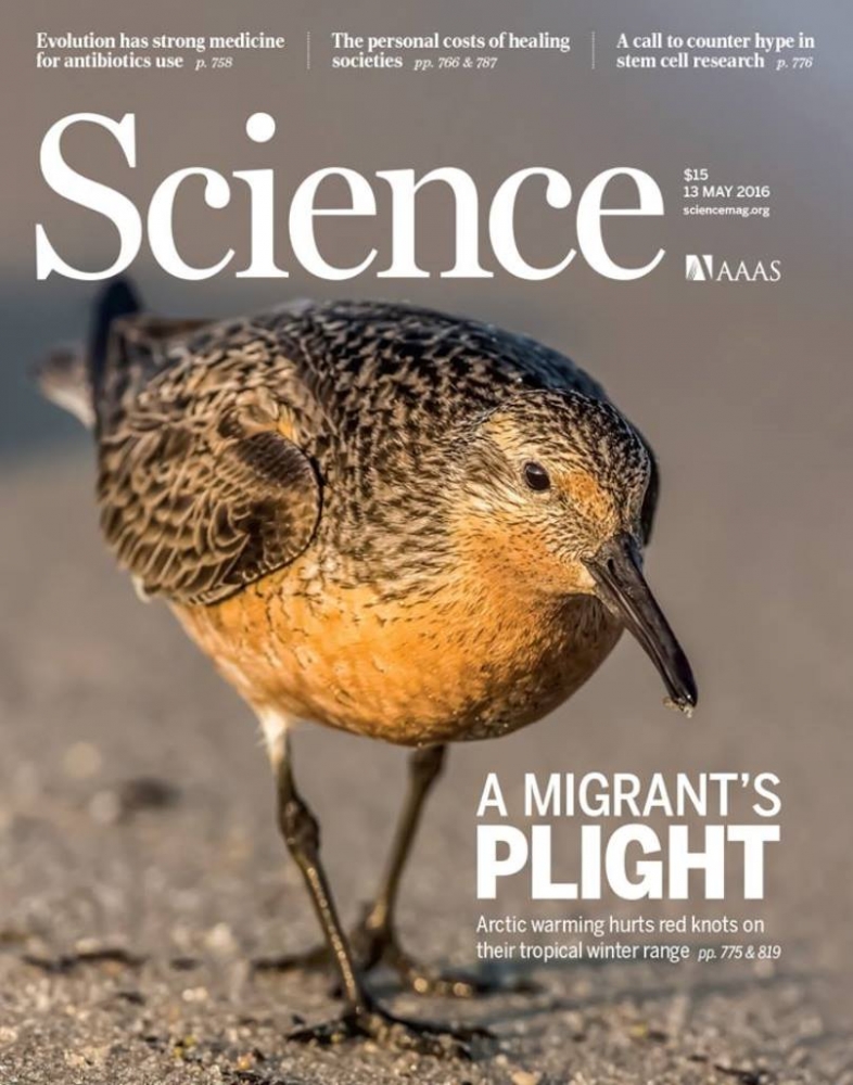 Okładka Science z biegusem rdzawym