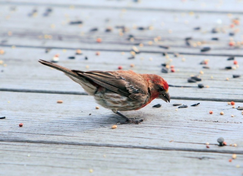 fot. www.freeimagines.com