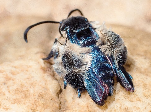 Heterosphecia tawonoides