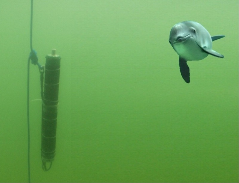 Morświn koło sondy