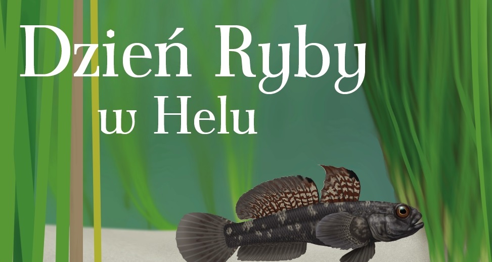 Baner Dnia Ryby w Helu