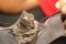 Hipposideros cyclops